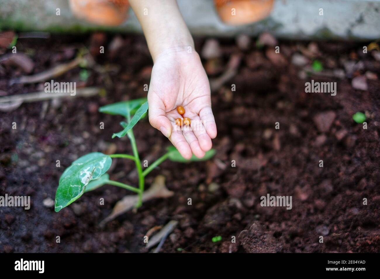 Une fille plantant des pois dans son jardin, tenant les graines dans sa main avant de tomber sur son sol. Banque D'Images