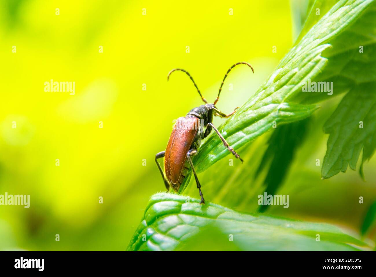 léptura rouge coléoptère mâle rampant sur l'herbe, foyer sélectif Banque D'Images