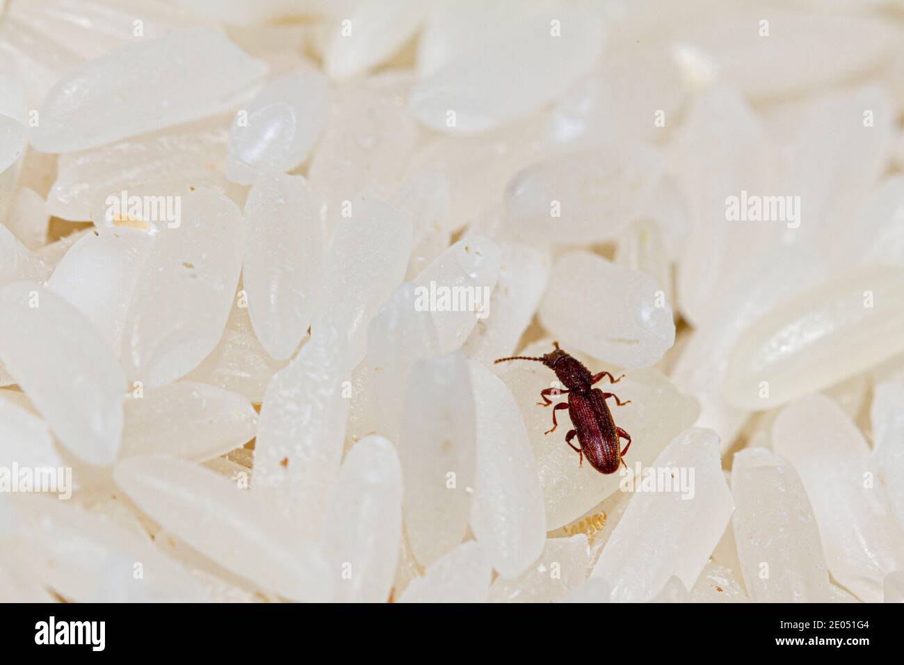 Une image macro en gros plan d'un coléoptère à grains sciés ( Oryzaeiphilus surinamensis ) marchant sur une pile de grains de riz. L'insecte est un dangereux agricult Banque D'Images
