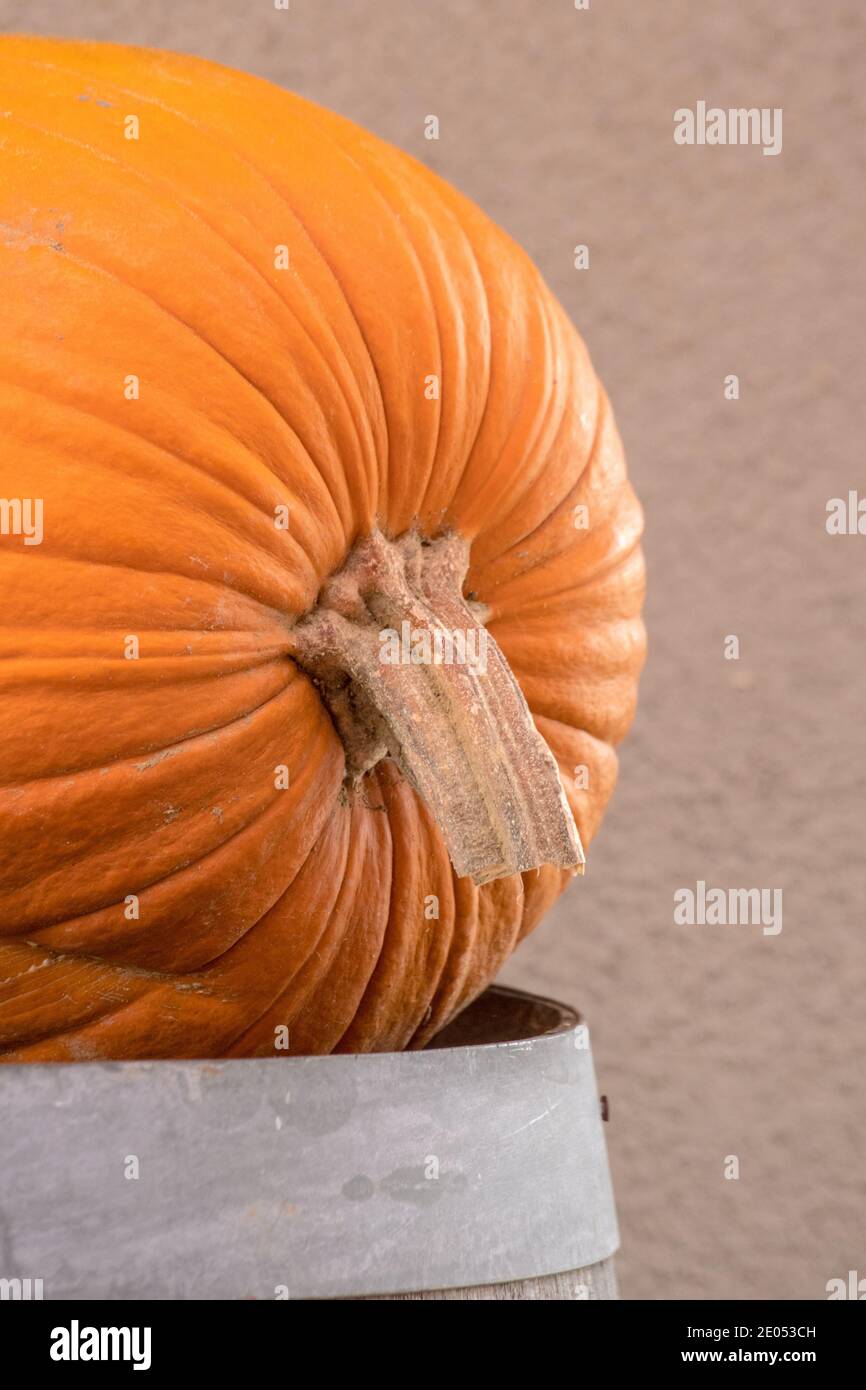 Légumes de potiron cueillis dans le jardin biologique. Gros plan avec des formes, des couleurs et des rayures intéressantes, Cendrillon gourde citrouilles pour la FAL Banque D'Images