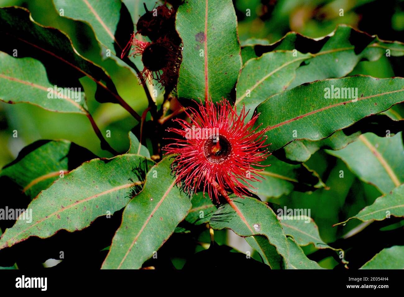 Une fleur de gomme rouge unique (Eucalyptus Ficifolia) autrement connu sous le nom de Corymbia Ficifolia - très populaire comme un arbre de jardin décoratif, habituellement en petits pains. Banque D'Images