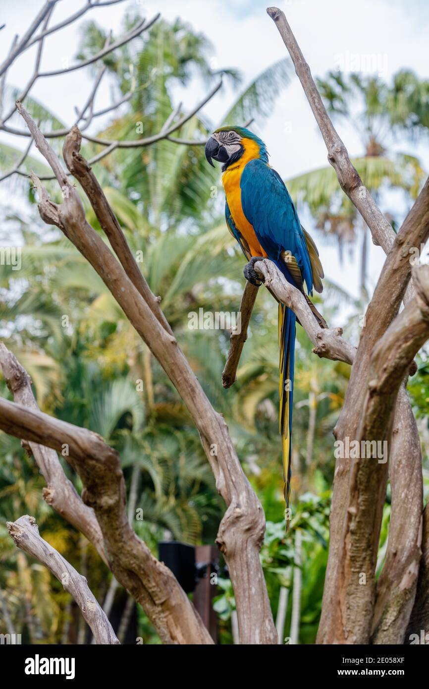 La macaw bleu et jaune est assise sur une branche d'arbre. Bali Bird Park, Gianyar, Bali, Indonésie. Banque D'Images