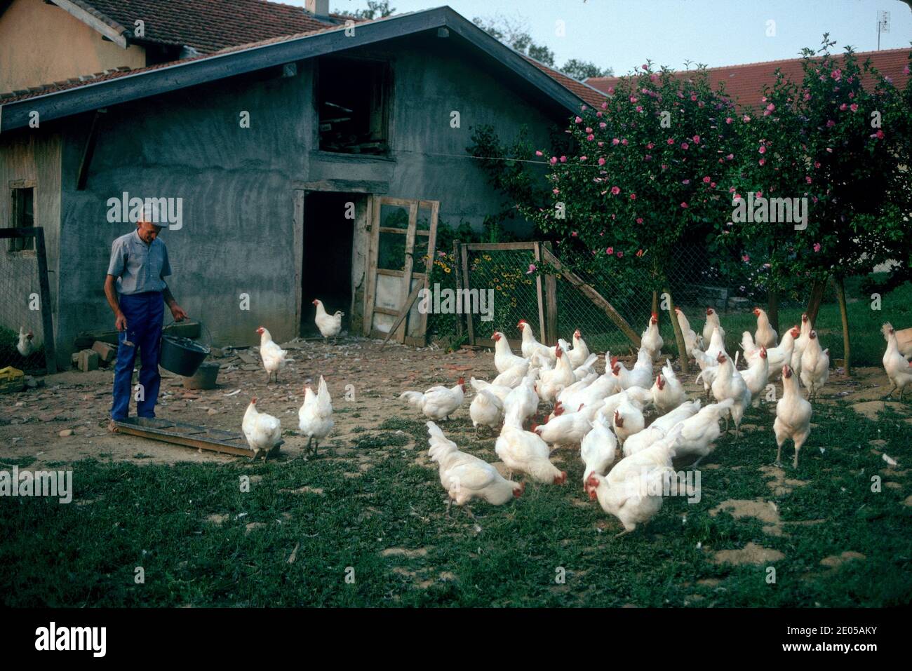Fermier se nourrit de son poulet Bresse, Bresse, France Banque D'Images