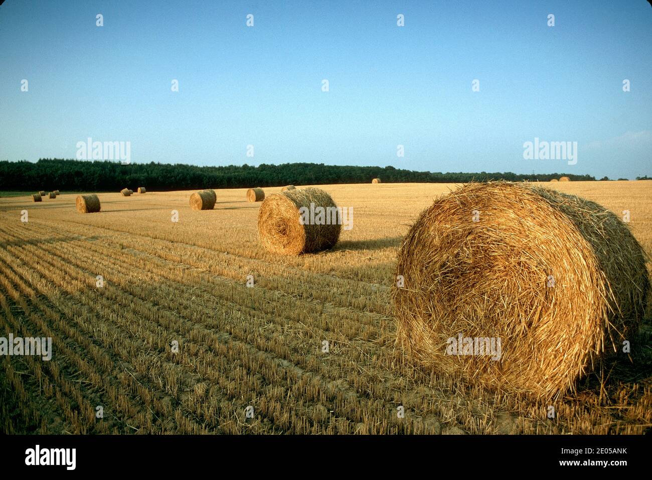 Balles rondes de foin dans le champ.balles de foin dans un champ après la récolte dans la province française de Bresse, France. Banque D'Images