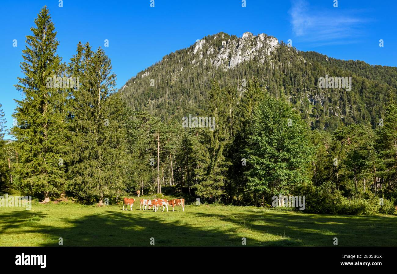 Vaches une montagne près de Laubau un matin d'été Banque D'Images