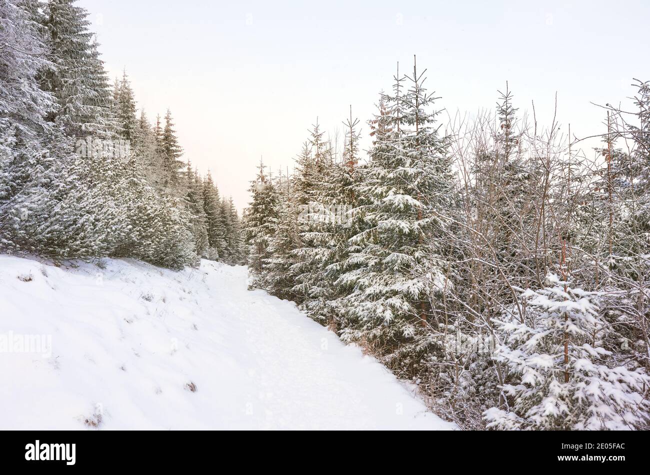 Paysage d'hiver dans le parc national de Tatra, Pologne. Banque D'Images