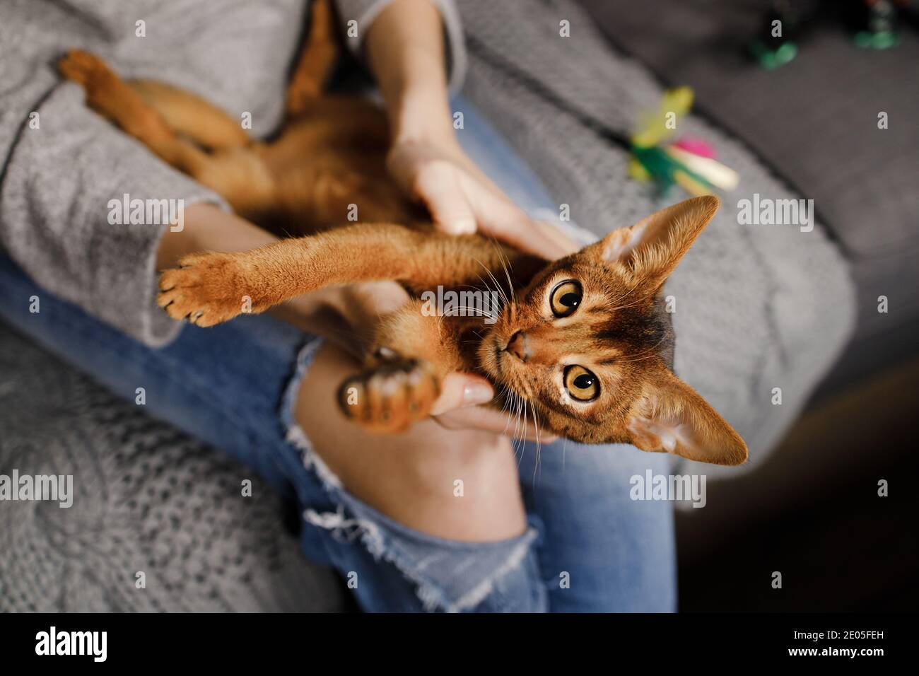 Femme en Jean assis sur un canapé et chatouillant mignon Abyssinian cat Banque D'Images
