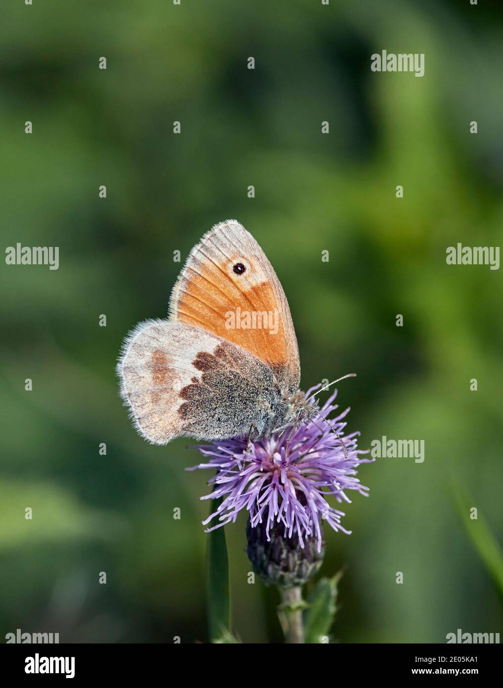 Petit collier de Heath sur la fleur de Knappweed. Molesey Heath, West Molesey, Surrey, Angleterre. Banque D'Images