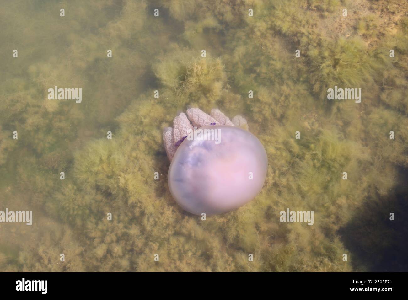 Méduses à canon, Rhizostoma pulmo, à l'Etang du Prévost à Palavas-les-Flots, France Banque D'Images