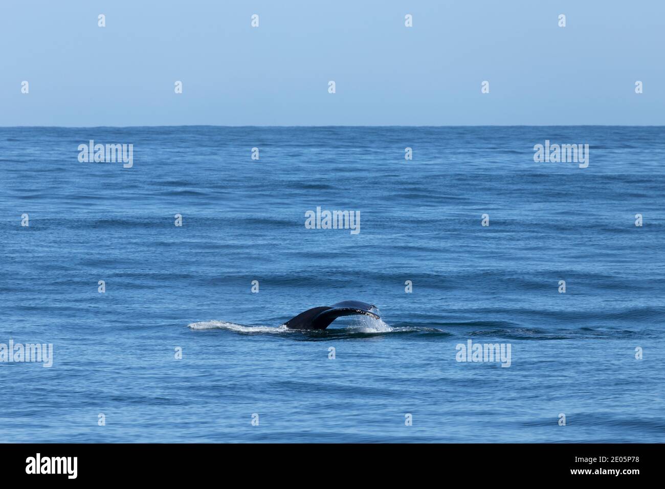 Orca épaulard Banque D'Images
