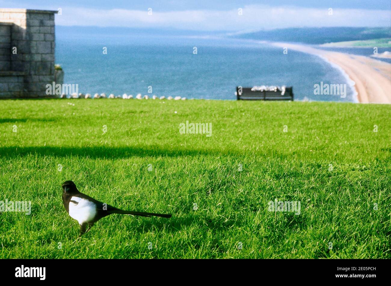 Plage de Chesil. 29 décembre 2020. Météo Royaume-Uni. ' un pour le tri . ' - UN magpie solitaire est repéré haut au-dessus du froid mais ensoleillé Chesil Beach; une fin convenable à 2020, une année que beaucoup préfèrent oublier. fretwell/Alay Live News Banque D'Images