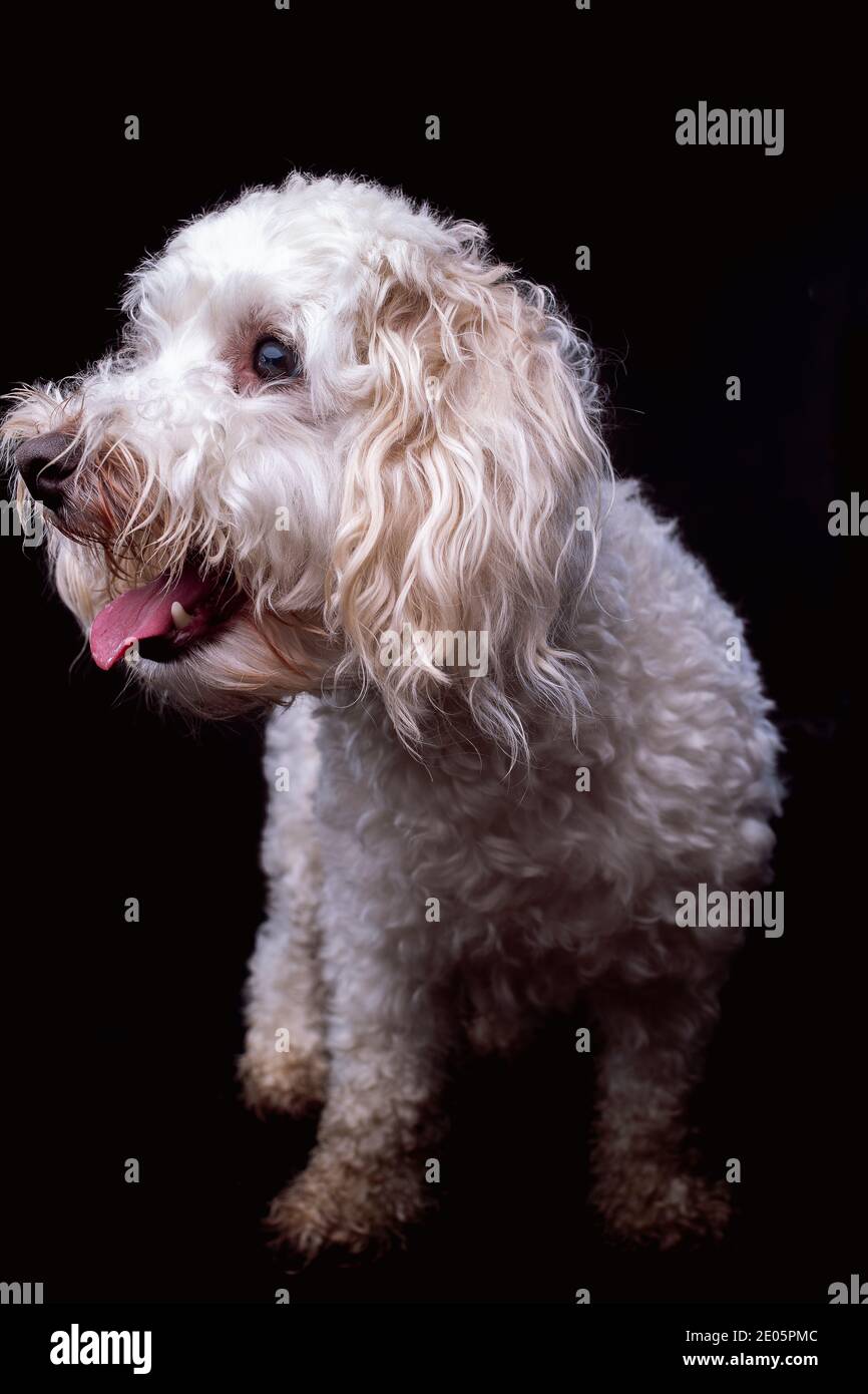 Portrait de studio Jack-a-Poo pour adulte blanc sur fond sombre Banque D'Images