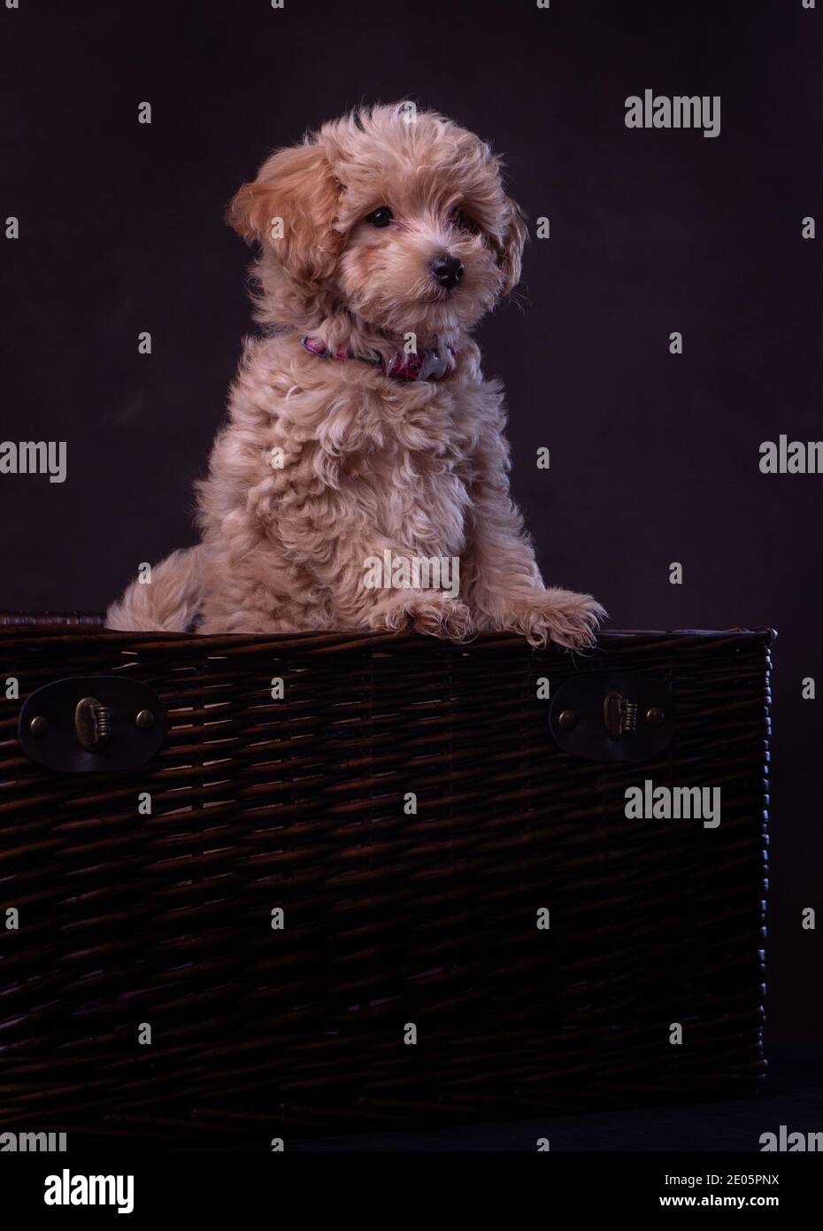 Un adorable chiot Jack-a Poo photographié en studio sur toile de fond marron. Partie d'un ensemble d'images disponibles dans différentes poses. Banque D'Images