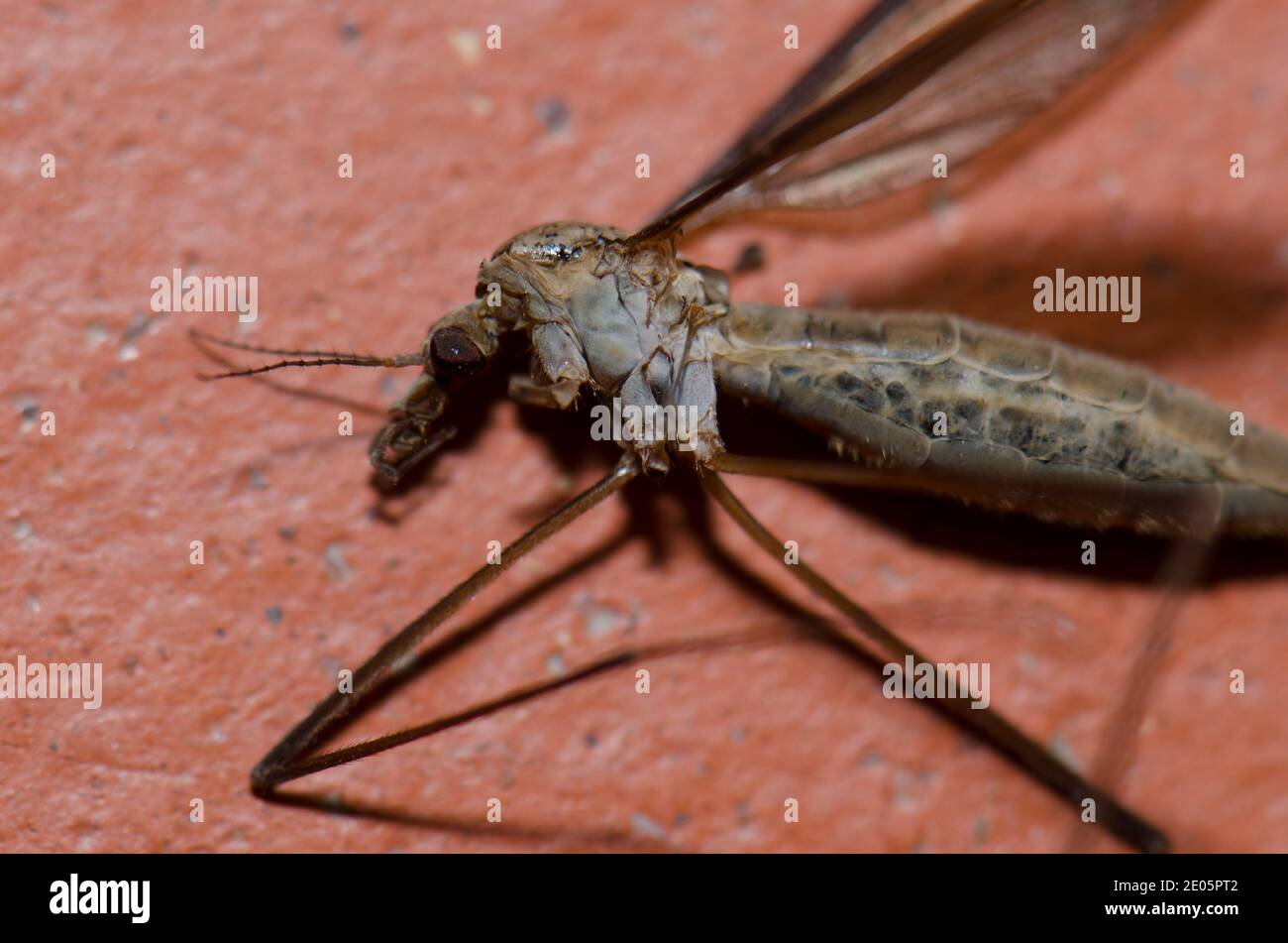 Tipula maxima mort vrai crânien. Malpartida de Plasencia. Caceres. Estrémadure. Espagne. Banque D'Images