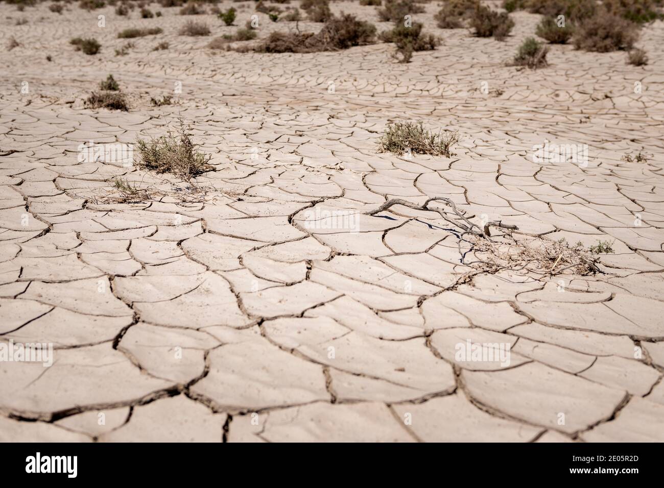 Sol sec et fissuré avec une végétation sèche dans le désert; concept de changement climatique et de catastrophe écologique. Banque D'Images