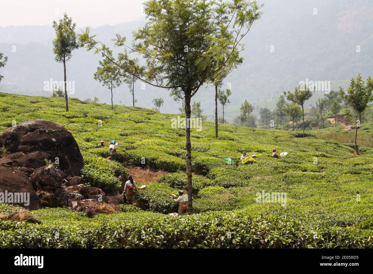 Travailleurs de la plantation de thé à Munnar, en Inde Banque D'Images