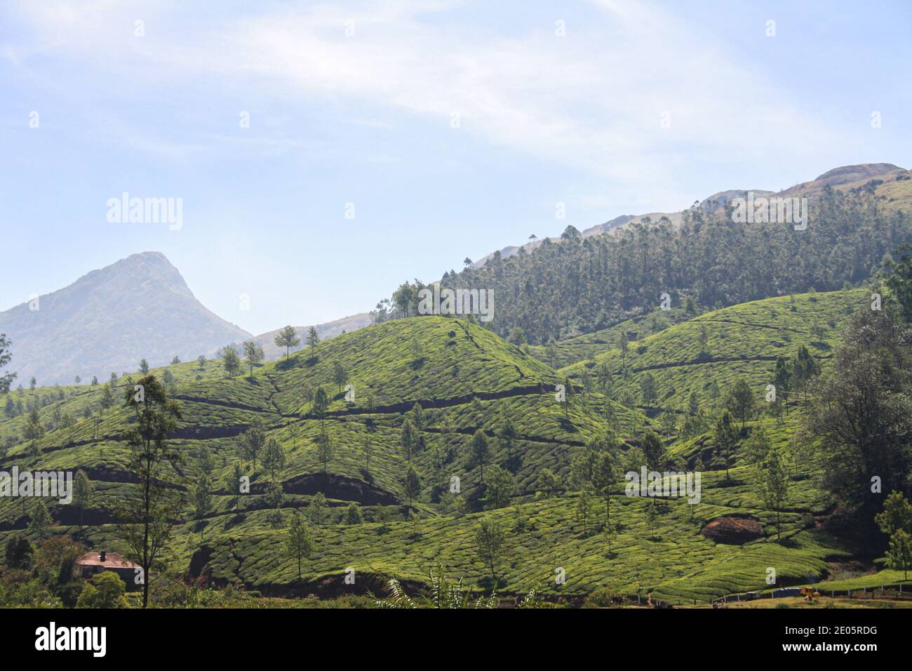 Champs de plantation de thé à Munnar, Inde Banque D'Images