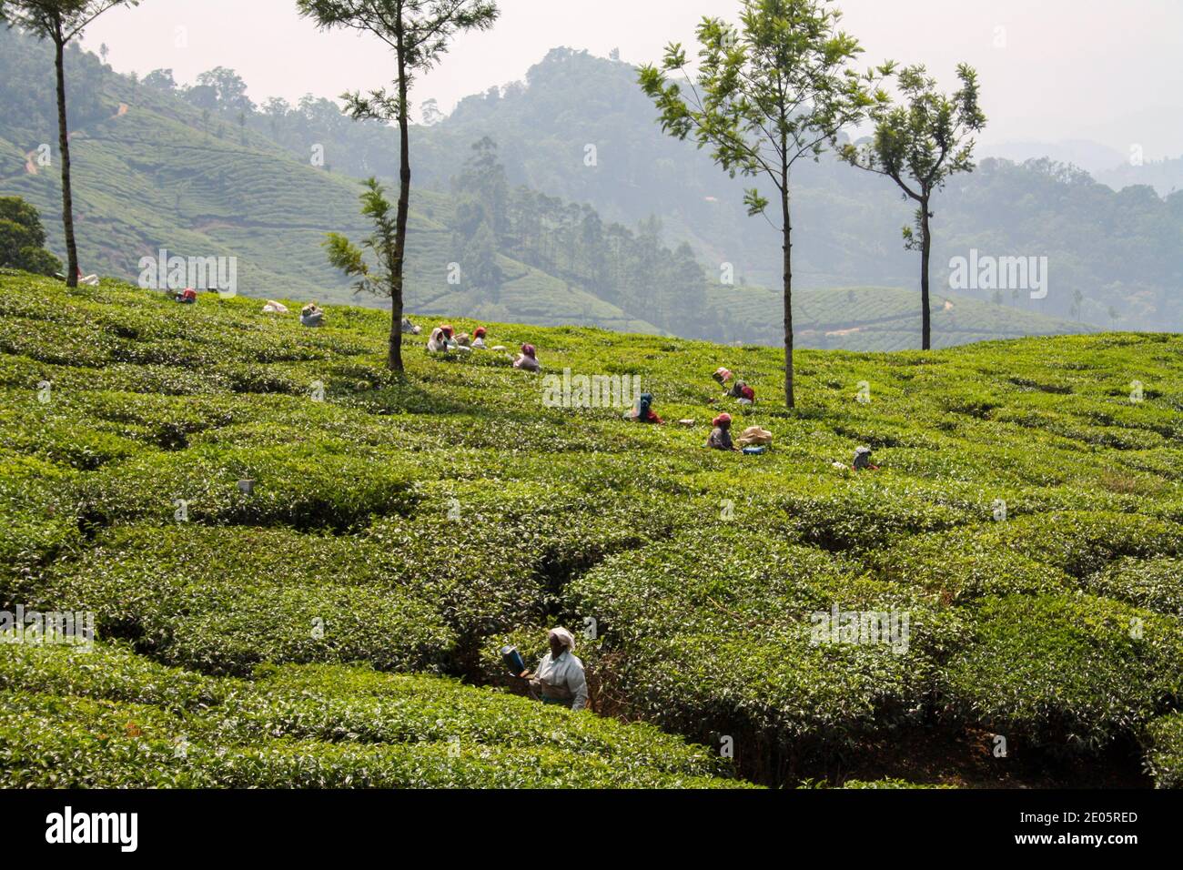 Travailleurs de la plantation de thé à Munnar, en Inde Banque D'Images
