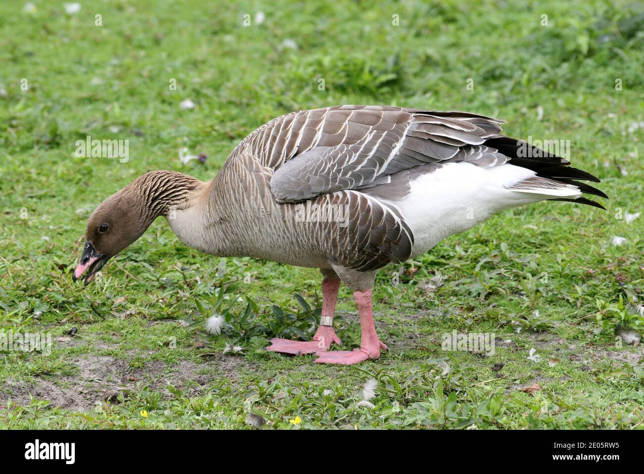 OIE à pieds roses (Anser brachyrhynchus) en pâturage Banque D'Images