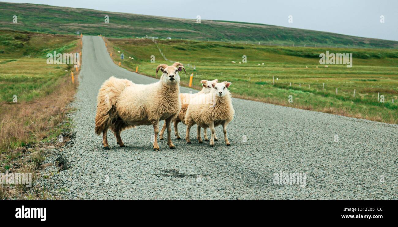 Moutons islandais Banque D'Images