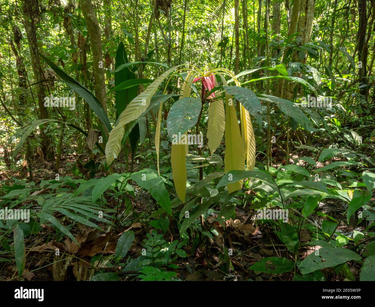 Arbuste de sous-étage avec de nouvelles feuilles fraîches. Forêt tropicale de plaine dans l'Amazonie équatorienne. Banque D'Images