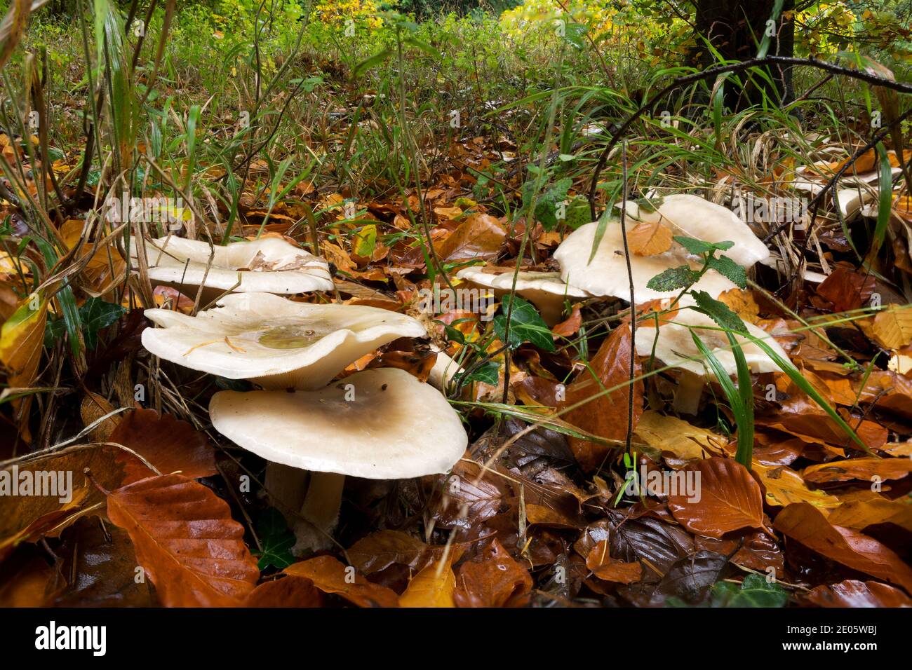 Grenaille à très faible angle du fond de la forêt avec le champignon du parasol Banque D'Images