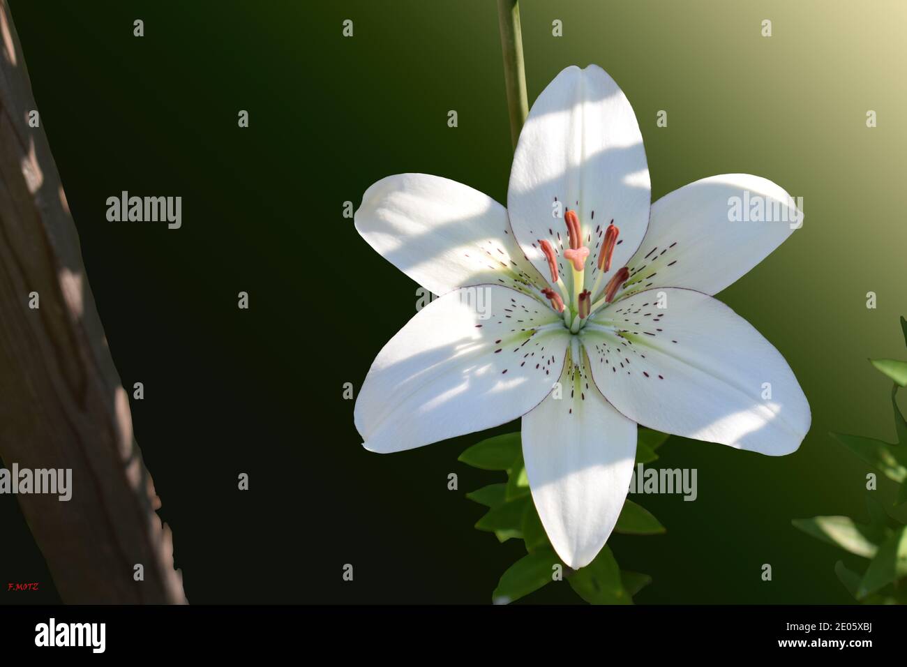 Impression de lys eyeliner Banque D'Images