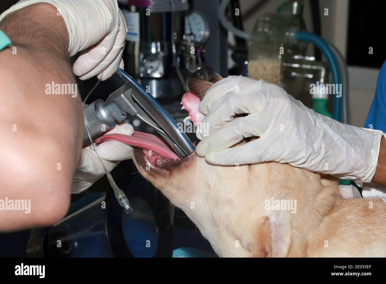 Un chirurgien vétérinaire place et tube endotrachéal dans un Labrador chiots voies aériennes avant la chirurgie de début Banque D'Images
