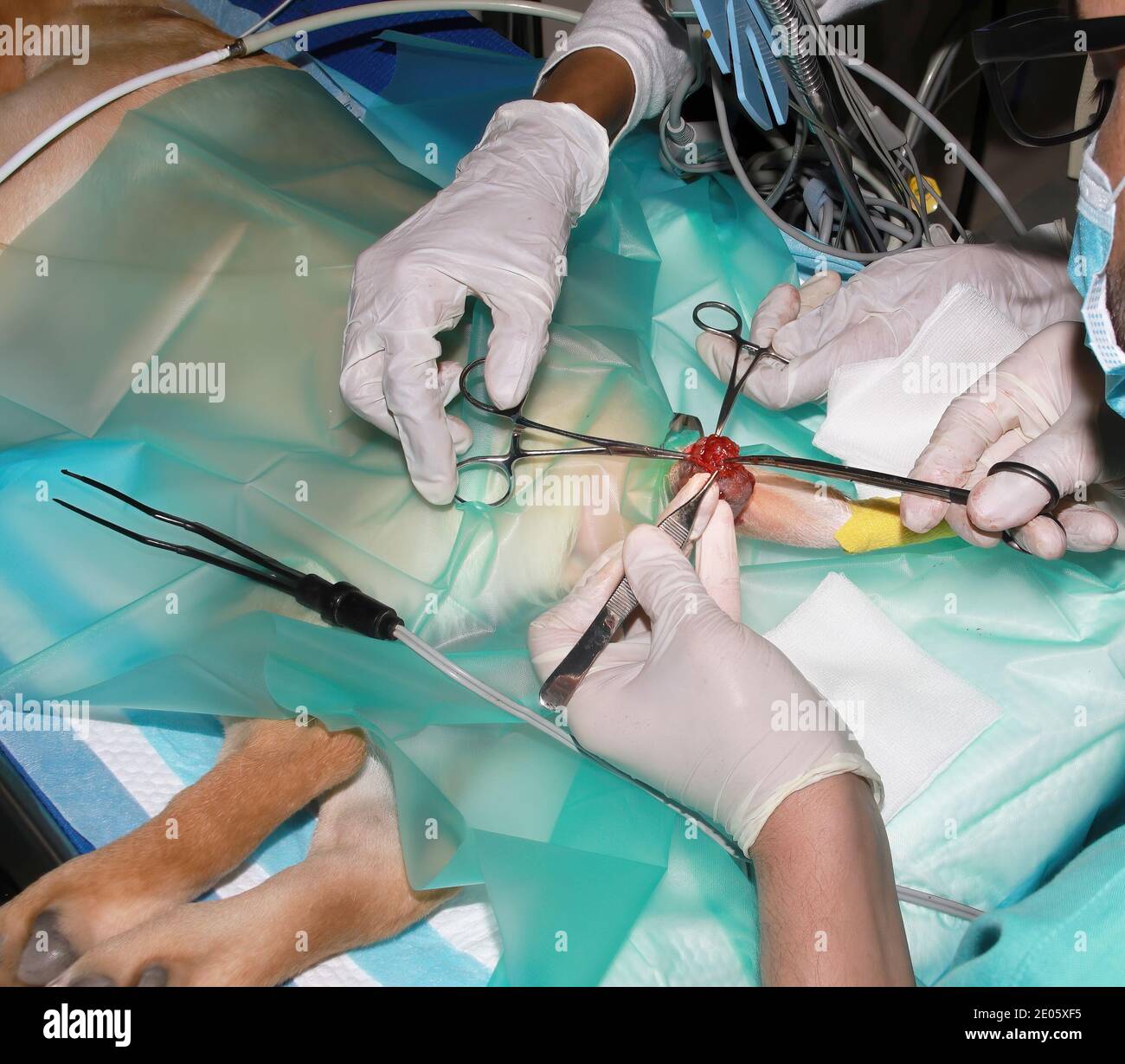 Un chirurgien vétérinaire enlève une tumeur de sous la queue D'un chiot Labrador Retriever Banque D'Images