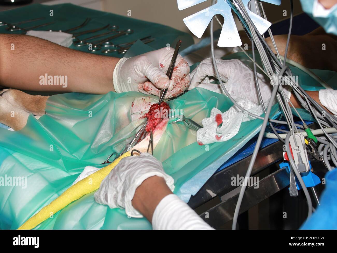 Un chirurgien vétérinaire enlève une tumeur de sous la queue D'un chiot de retraite du Labrador Banque D'Images
