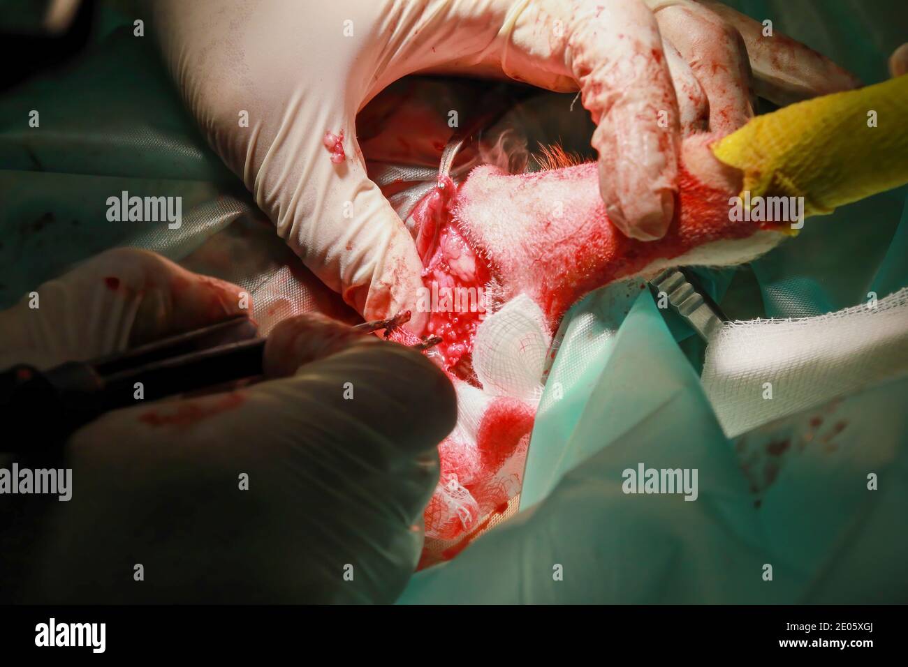 Un chirurgien vétérinaire enlève une tumeur de sous la queue D'un chiot de retraite du Labrador Banque D'Images