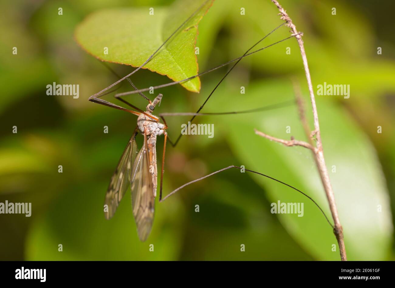 Mouche de grue (Tipulidae) assise sur une tige de plante, arrière-plan flou Banque D'Images