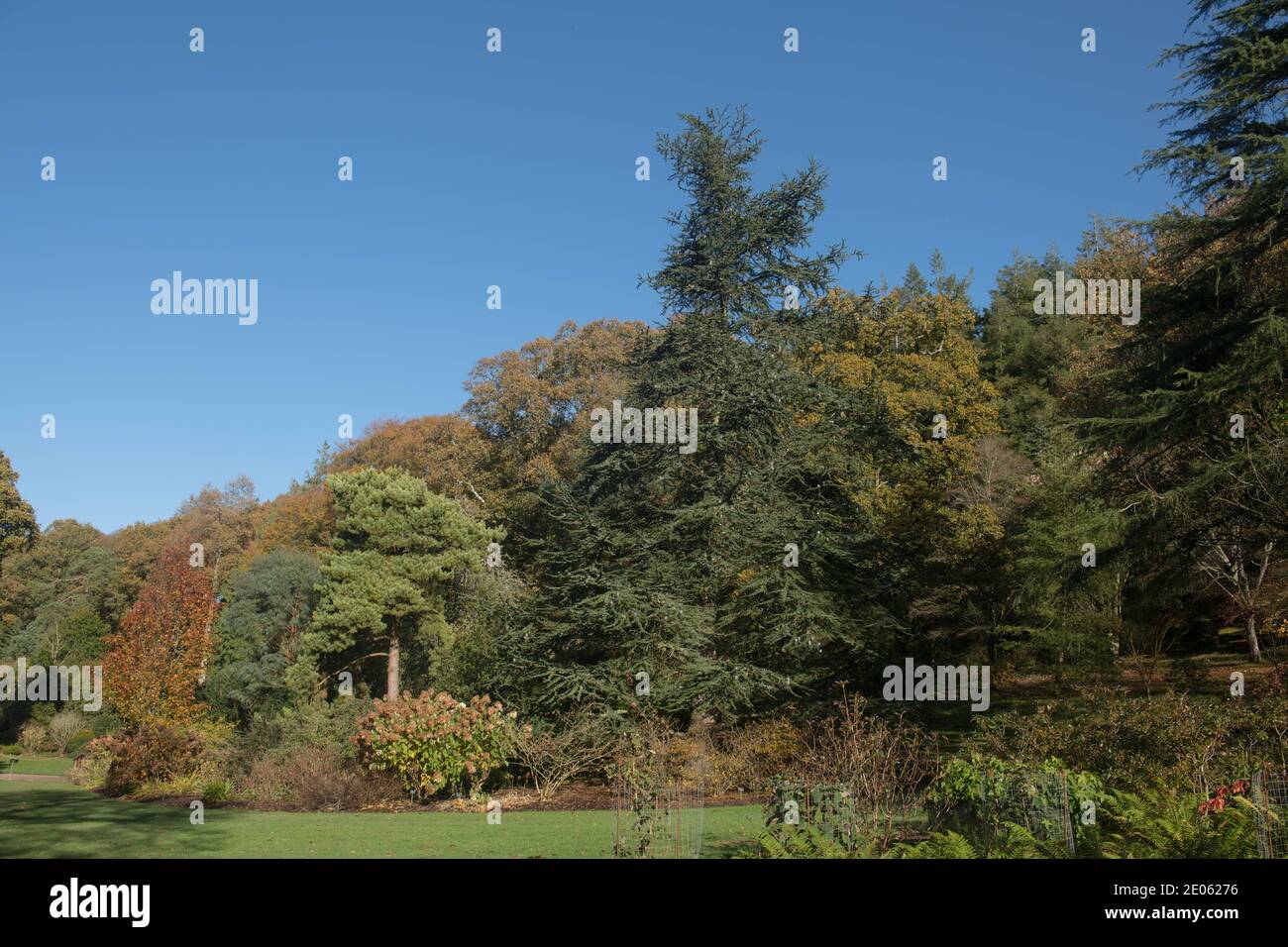 Feuillages d'automne d'un arbre de cèdre d'Atlas (Cedrus atlantica 'glauca') avec un ciel bleu brillant en pleine croissance dans un jardin dans le Devon rural, Angleterre, Royaume-Uni Banque D'Images