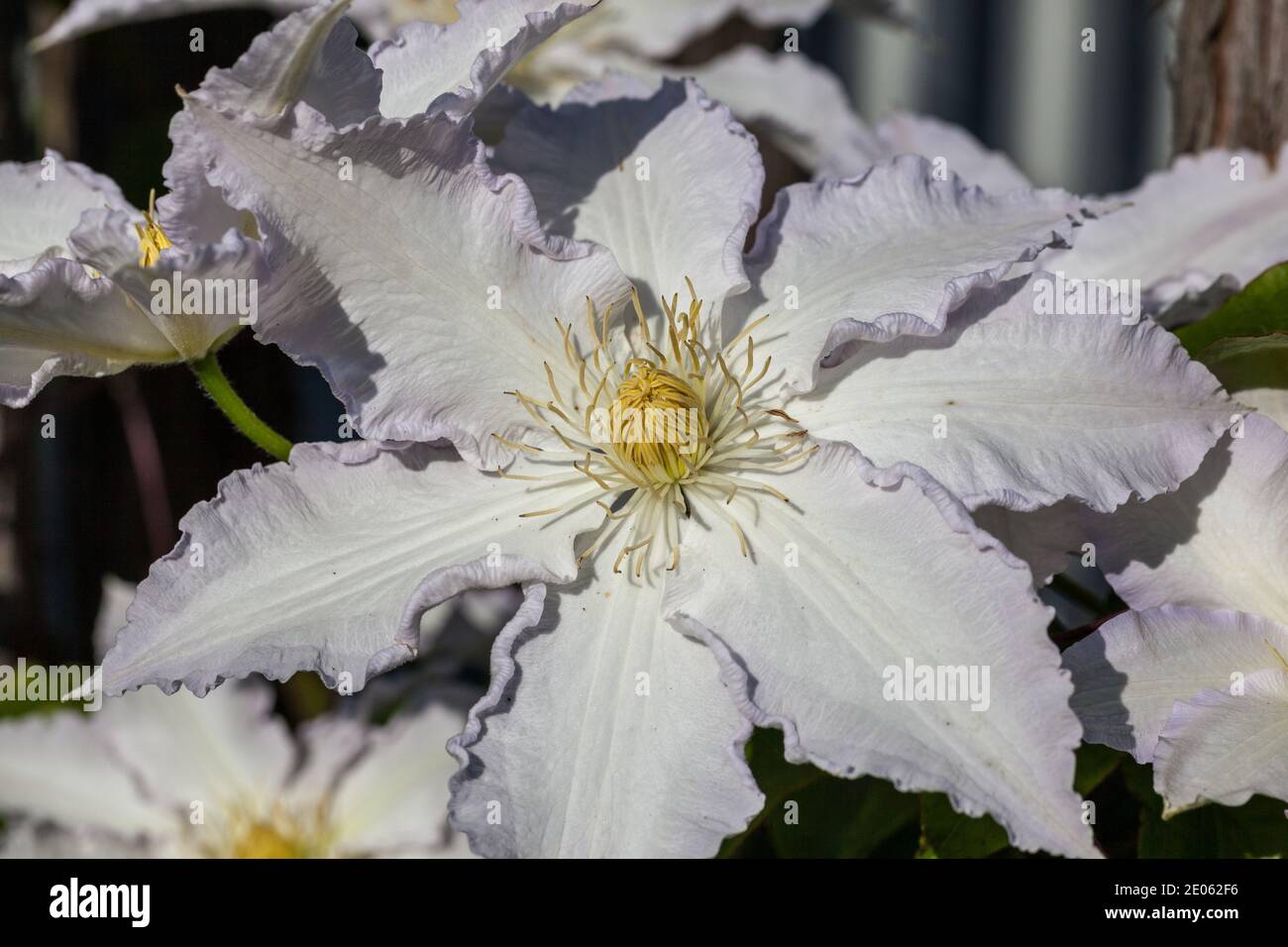 'Gladys Picard' Début à grande fleur, groupe, Klematis (Clematis) Banque D'Images