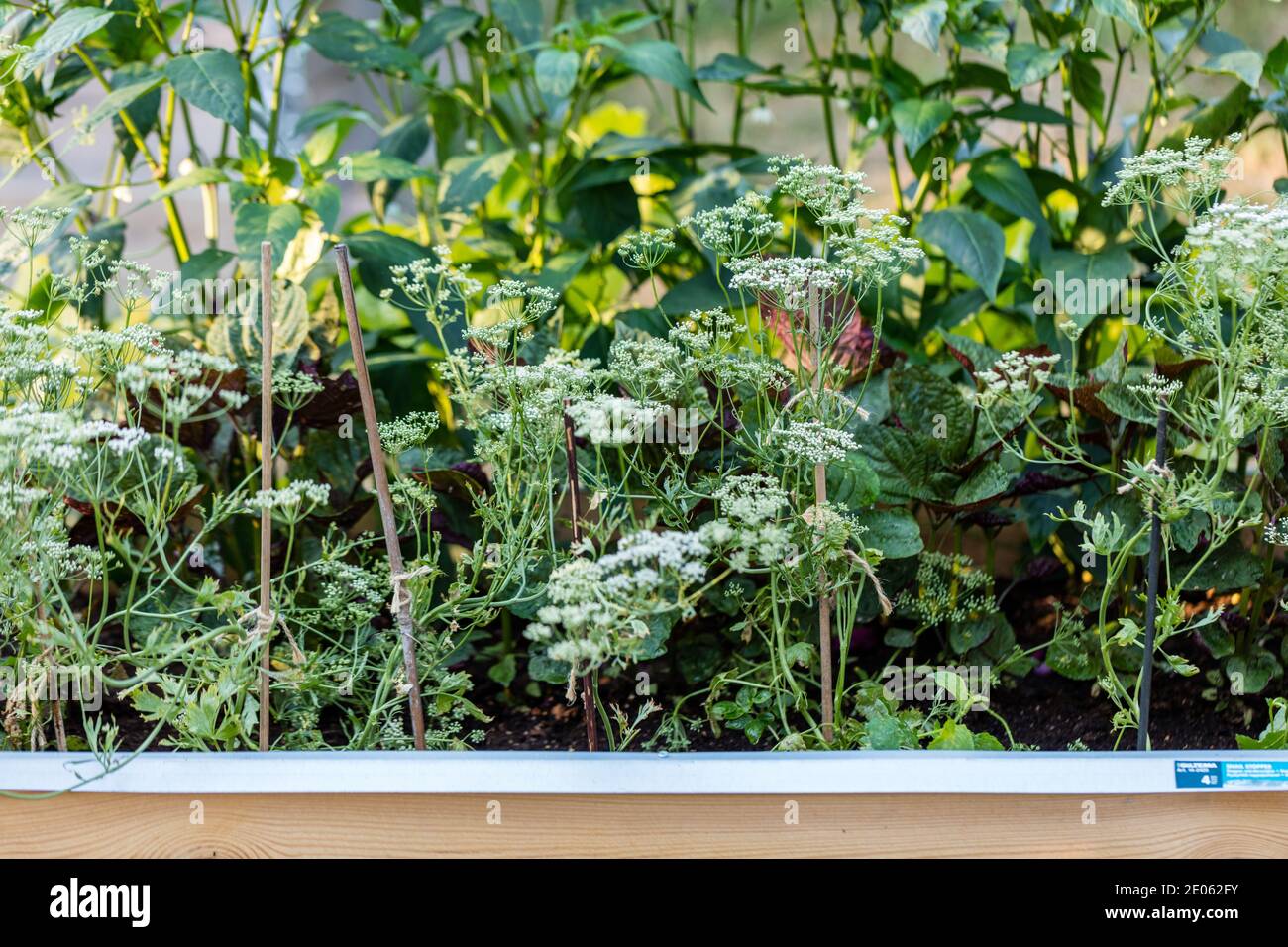 L'anis, anis (Pimpinella anisum) Banque D'Images