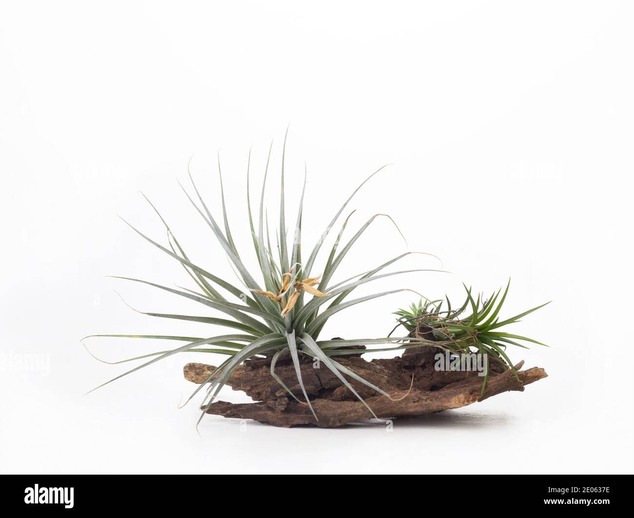 Usine d'air vert Tilladsia mini maison jardin décoration style minimaliste sur fond de peinture blanche en bois Banque D'Images