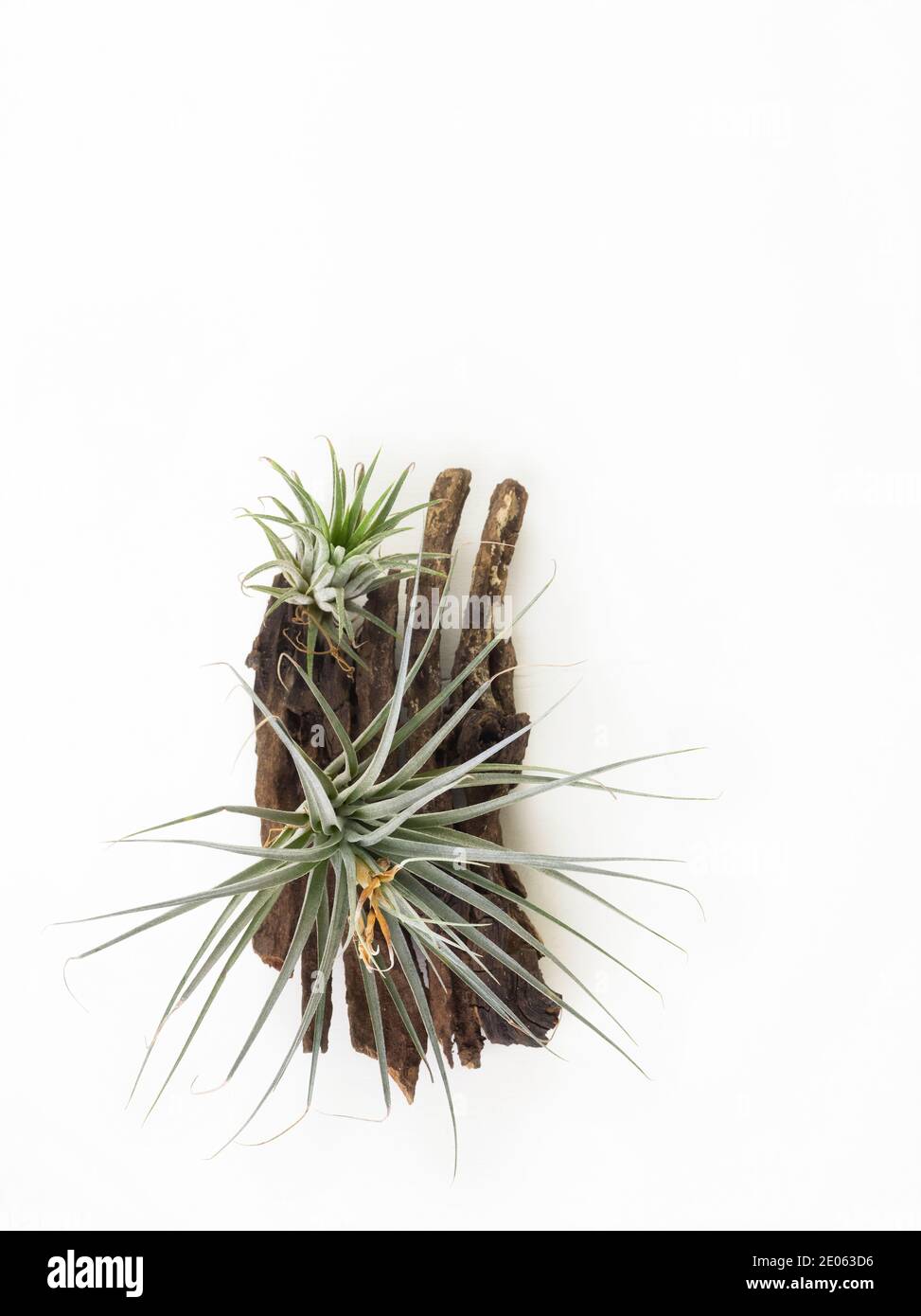 Usine d'air vert Tilladsia mini maison jardin décoration style minimaliste sur fond de peinture blanche en bois Banque D'Images