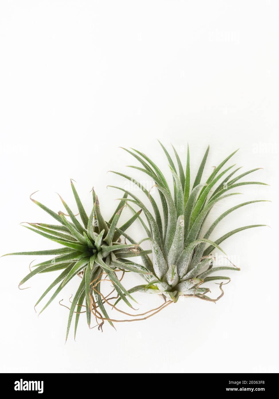 Usine d'air vert Tilladsia mini maison jardin décoration style minimaliste sur fond de peinture blanche en bois Banque D'Images