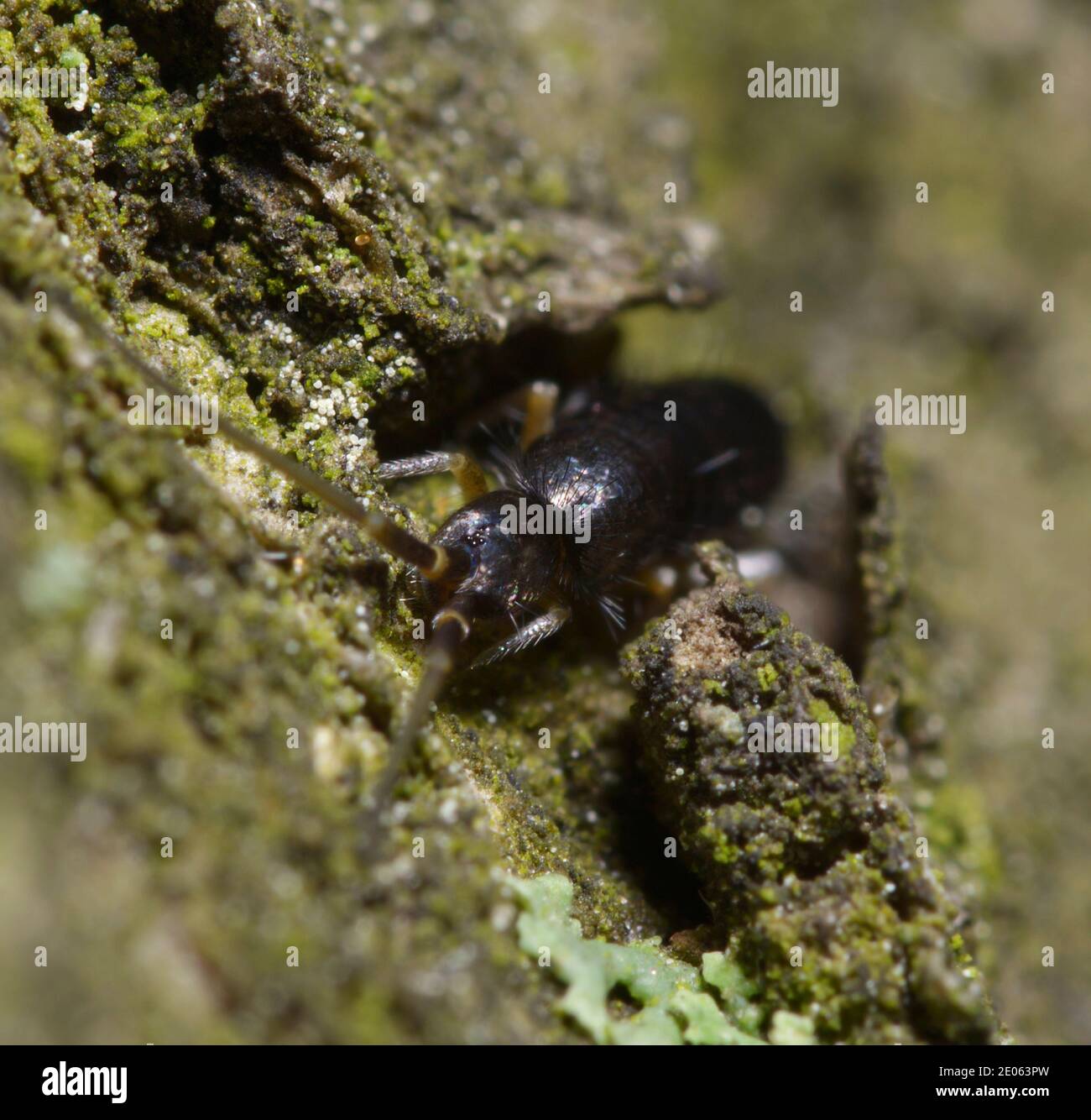 Springtail, Collembola, se cachant dans l'écorce d'un arbre Banque D'Images