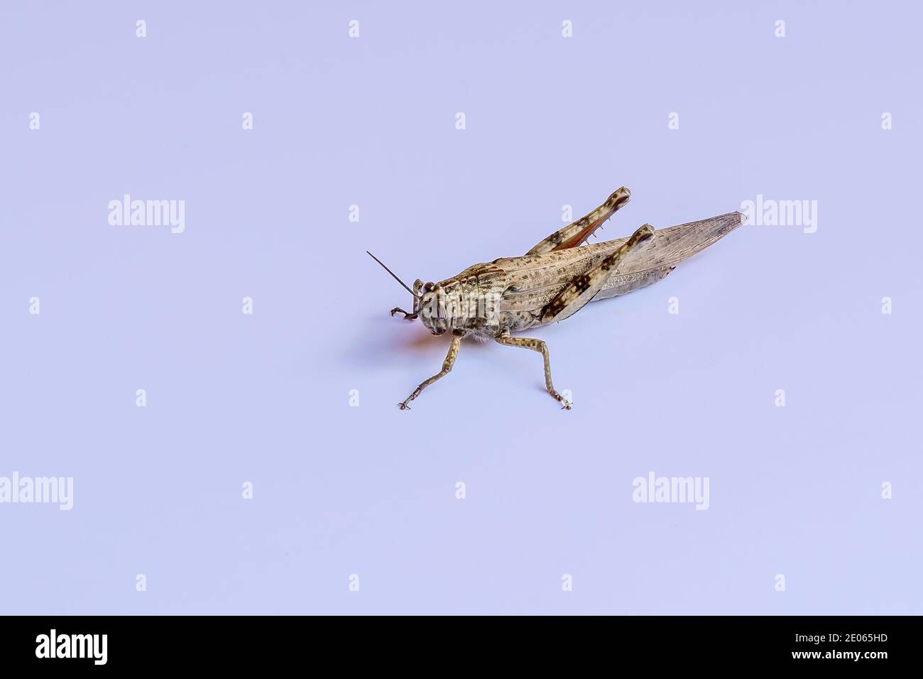 Une sauterelle est isolée sur un fond blanc Banque D'Images