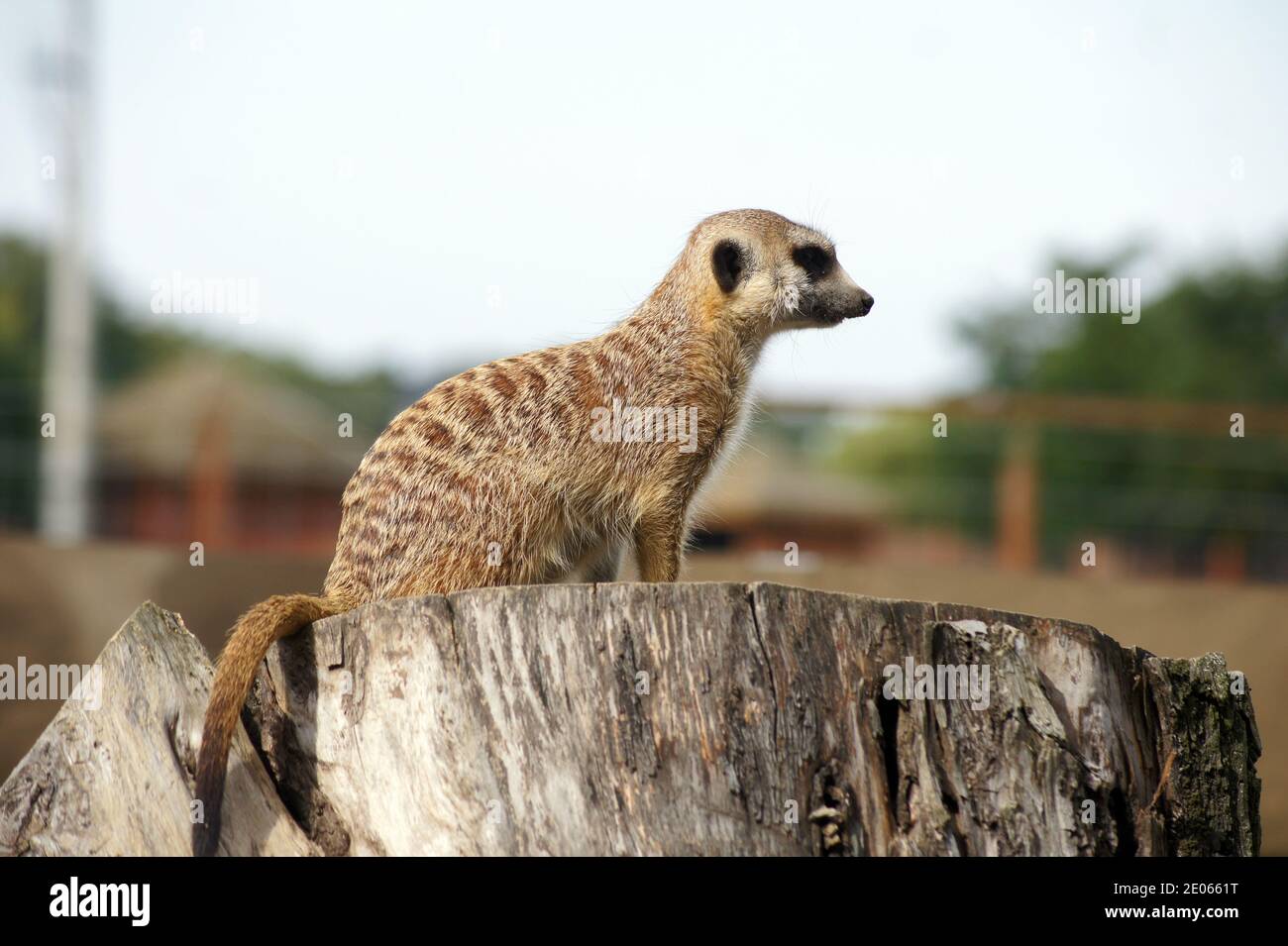Meerkat regarde le territoire Banque D'Images