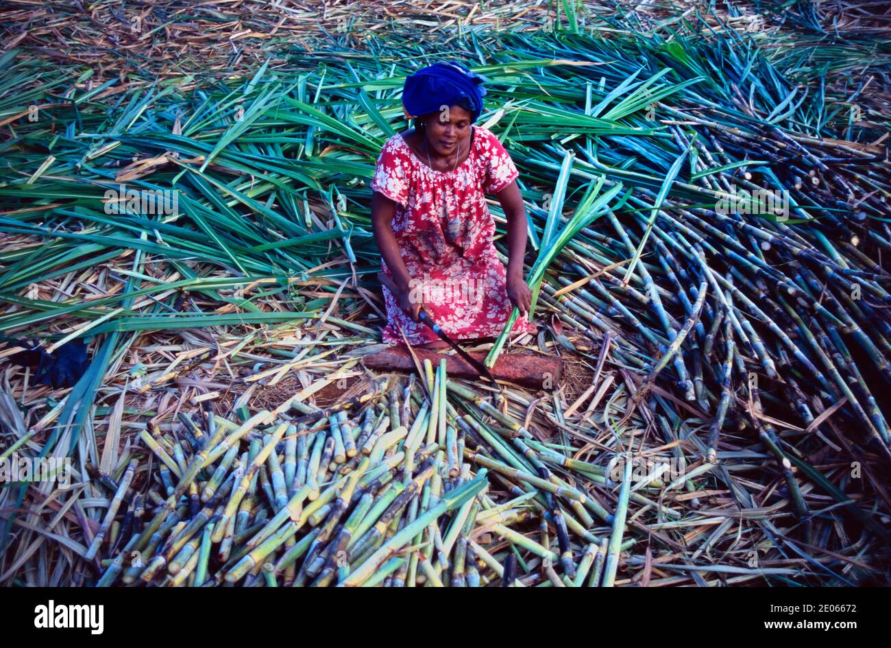 Femme Farm Laborer hachant des tiges de canne à sucre ou de canne à sucre Champ de canne à sucre Nosy Be Madagascar Banque D'Images