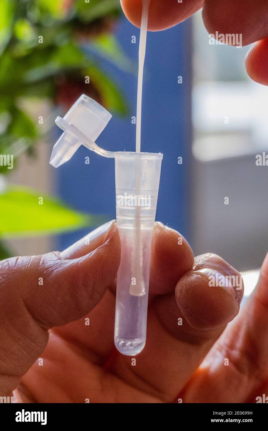 Londres, Royaume-Uni. 30 décembre 2020. Un test de l'antigène SARS-COV-2 (flux latéral) réalisé par Innova - il recherche des protéines à la surface du virus pour déterminer la présence de l'agent pathogène. Il faut un écouvillon à l'arrière du nez et de la gorge - souvent appelé tests rapides qu'ils travaillent en mélangeant l'échantillon avec une solution qui libère des protéines virales spécifiques. Il est ensuite appliqué sur une bande de papier contenant un anticorps sur mesure optimisé pour lier ces protéines si elles sont présentes. Le résultat est reflété sous forme de bande sur la bande de papier et peut être réalisé en 30 minutes maximum. Crédit : Guy Bell/Alay Live News Banque D'Images