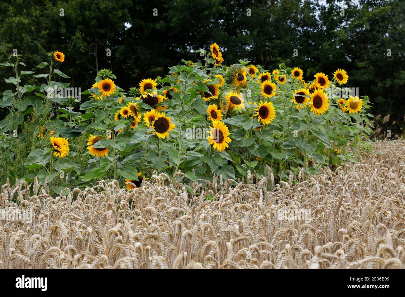Nature Art: Tournesols bodypainting et photoshooting avec le modèle Darky dans un champ de cueillette de fleurs à Behrensen, le 01 août 2020 - Bodypainting artiste: Joerg Duesterwald Banque D'Images