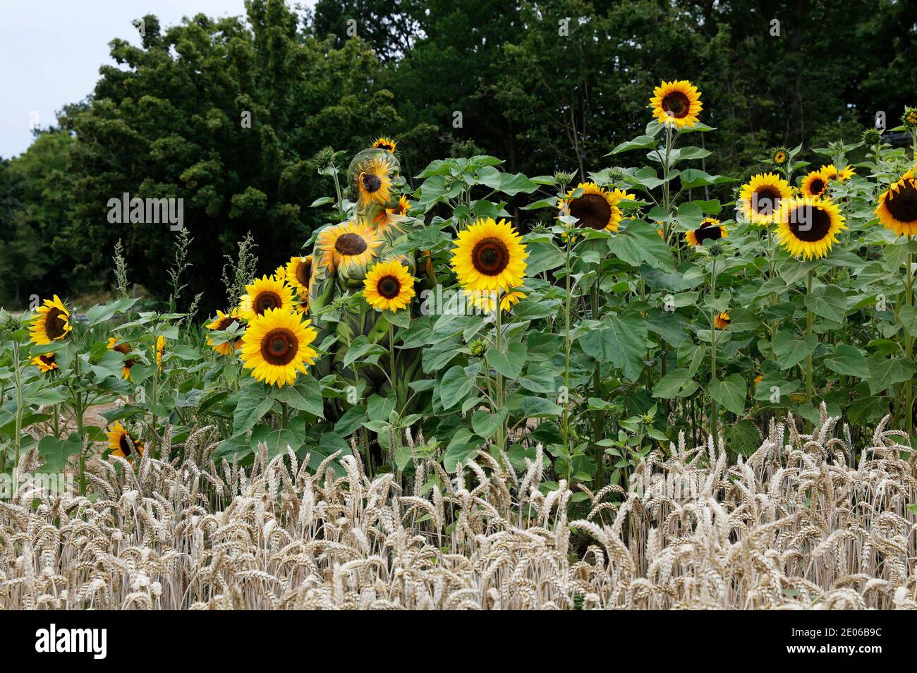 Nature Art: Tournesols bodypainting et photoshooting avec le modèle Darky dans un champ de cueillette de fleurs à Behrensen, le 01 août 2020 - Bodypainting artiste: Joerg Duesterwald Banque D'Images