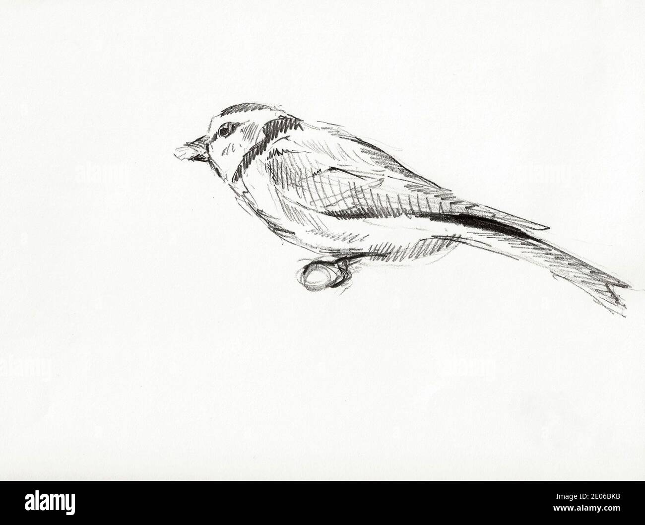 Illustration dessinée à la main d'un oiseau, croquis rapide au crayon Banque D'Images