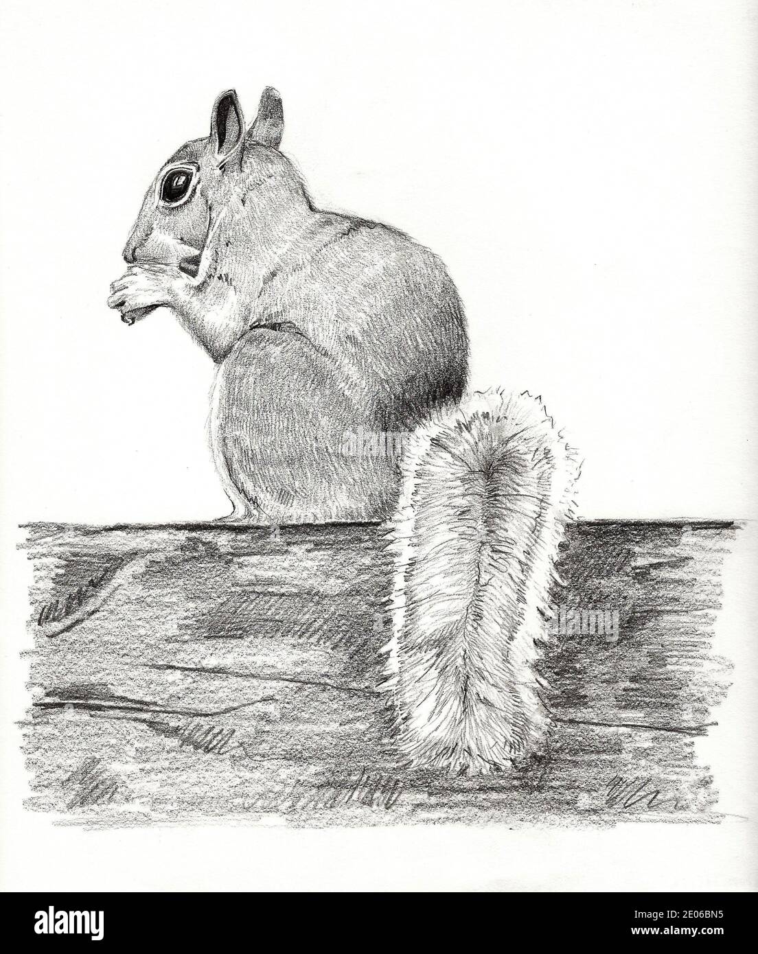 Illustration dessinée à la main au crayon d'un écureuil Banque D'Images