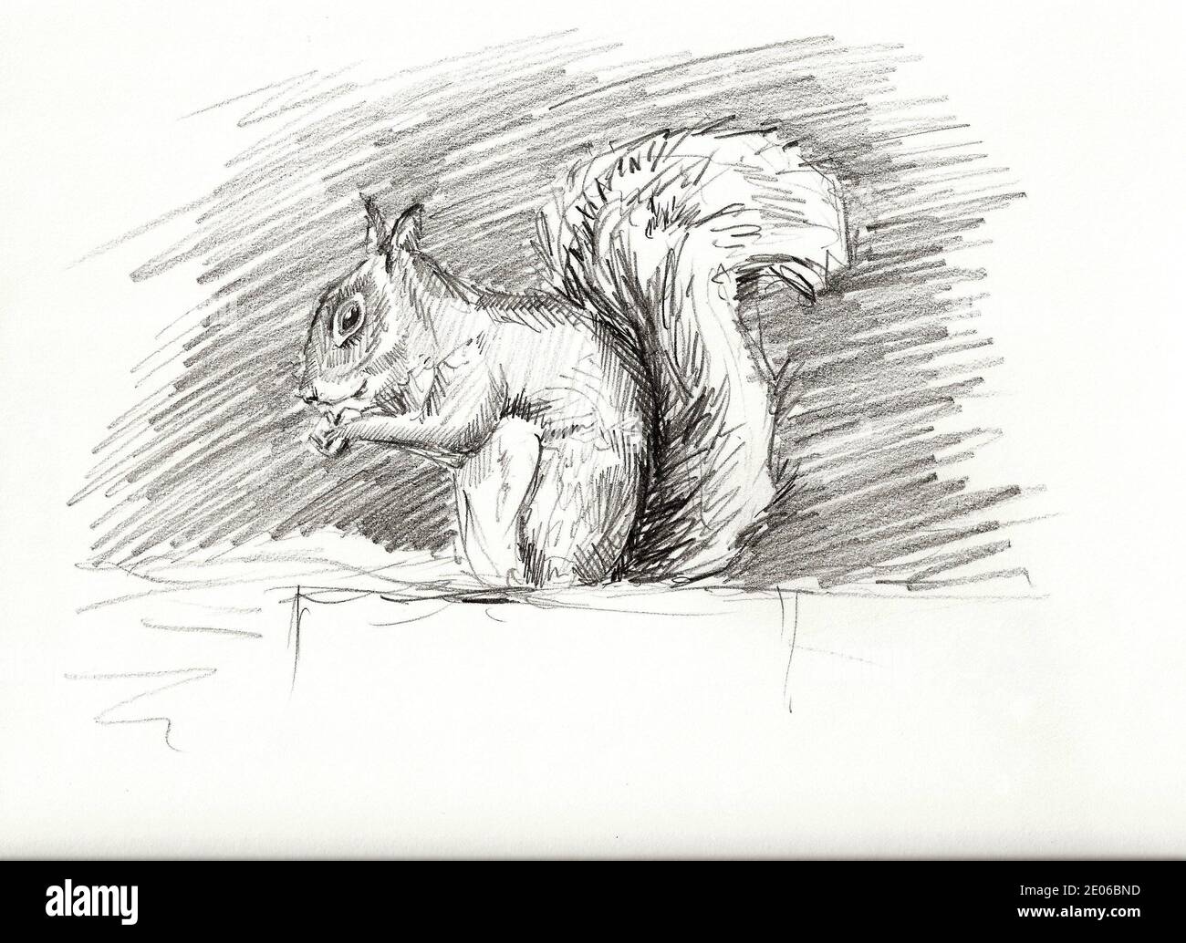 Illustration dessinée à la main au crayon d'un écureuil Banque D'Images