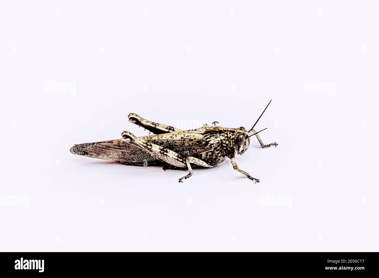 Une sauterelle partiellement désaturée est isolée sur un fond blanc Banque D'Images