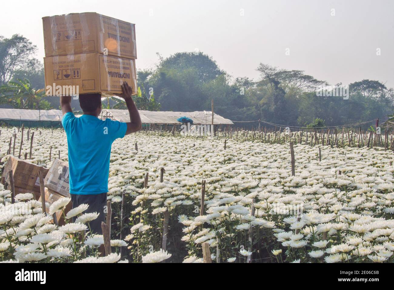 Après avoir cueillir des fleurs dans un champ de fleurs de chrysanthème dans la campagne Midnapore, les boîtes sont saisies et envoyées dans divers États de l'inde. Banque D'Images